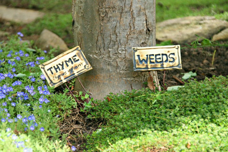 thyme and weeds