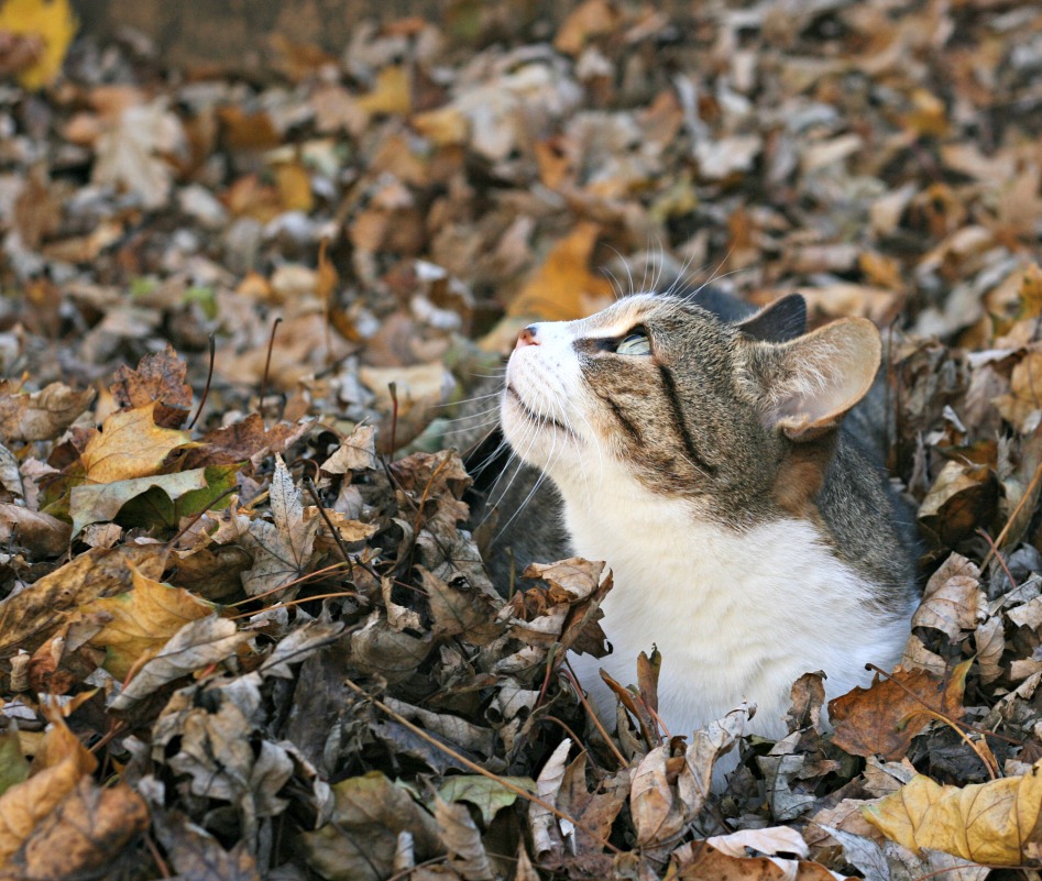 benny-in-the-leaves-3